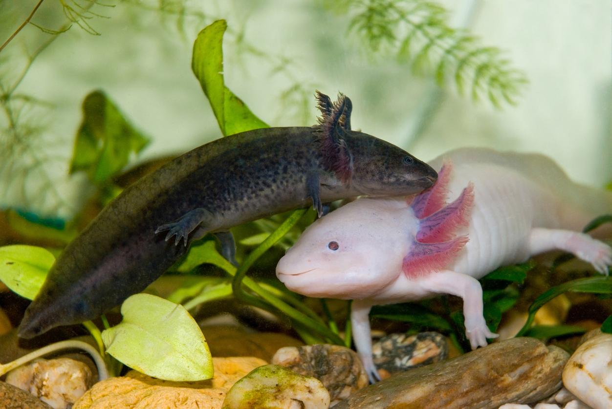 brown and white axolotl