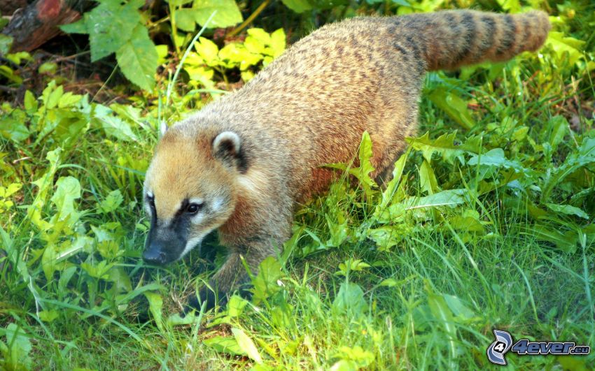 image of a coati